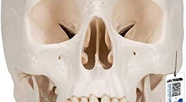 modelo craneo bucodental