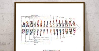 cuadro de dientes odontograma